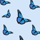 blueeberri