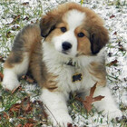 Baby-Dog