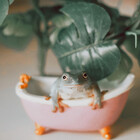 Milliethefrog