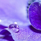 Lavanda
