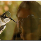 hummingbird