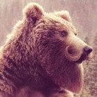 BrashBear