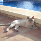 DonningtonCat