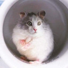 OnlyCat