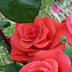 rosemellen