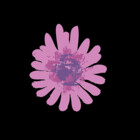 JaneEdesigns
