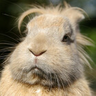 Nibbles507