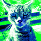 TerrieP