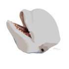 astrorcinus