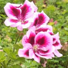 Rosy87