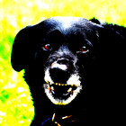 widge