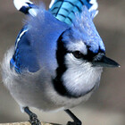 bluejay
