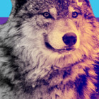 Kool-AidWolf