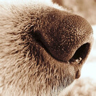 ilovegooddog
