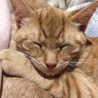PurrfectPicks