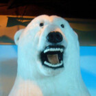 BrazenBull001