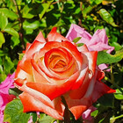 CapturingRed