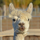 GrouchyAlpaca