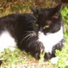 NotABubbleCat