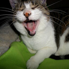 smilku