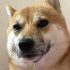 BOSHIBOYE