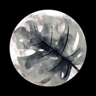 moonstera