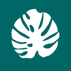 palmbluestudio