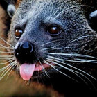 Mcbearcat7557