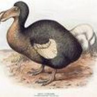 mocadbird