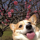 peachysloth