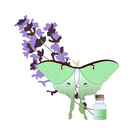 LavenderNights