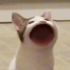 musicslug