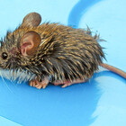 mouse271
