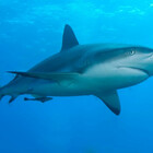sharkbaits