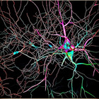 Dopamine999