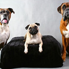BoxerRescue