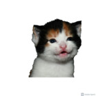 The-Cat-Shop