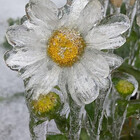 Ephema