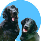 twodogstravel