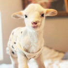 ForeverlandFarm