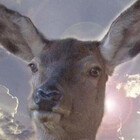 Redbubble profile picture for @deer