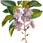 the-gARTen