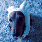 alexthedog