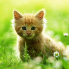 KittyJ2021