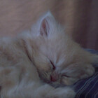 tommypics