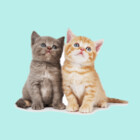 MyAnimalFriends