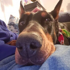 TheJasperDog