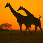 LivingWild