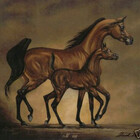 horsedreams