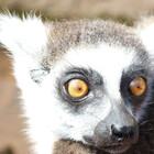 lemurnade
